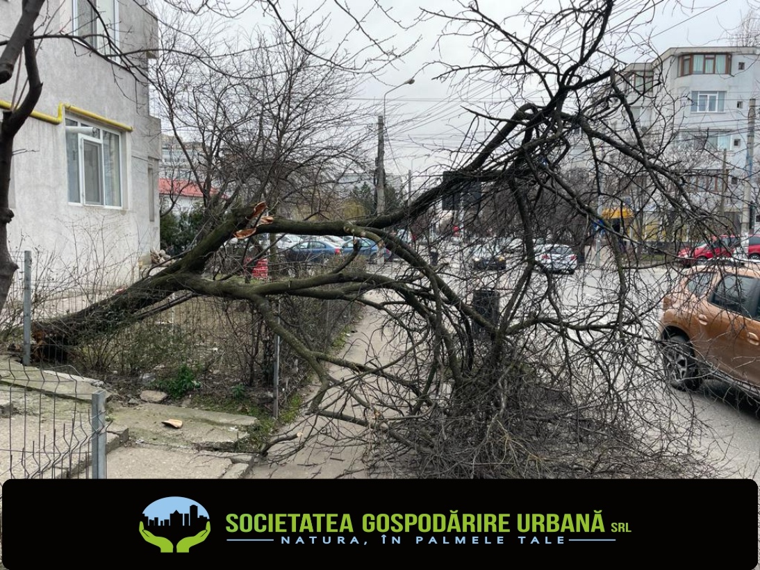 Intervenţii în serie pentru îndepărtarea arborilor căzuţi