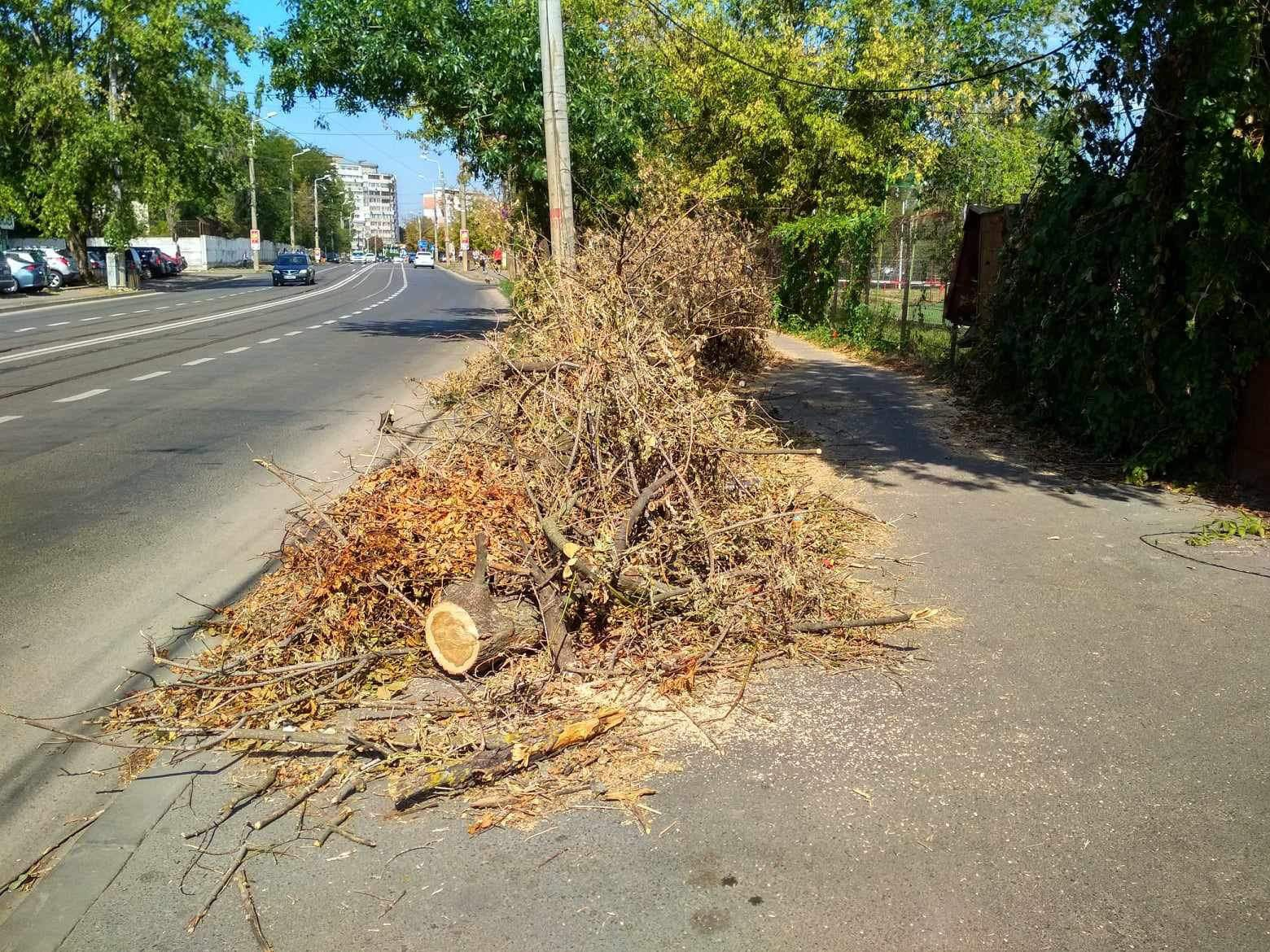 Crengi lăsate în drum, după furtuna din 31 august