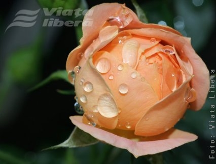 Să trăieşti cu numele, Ilie!