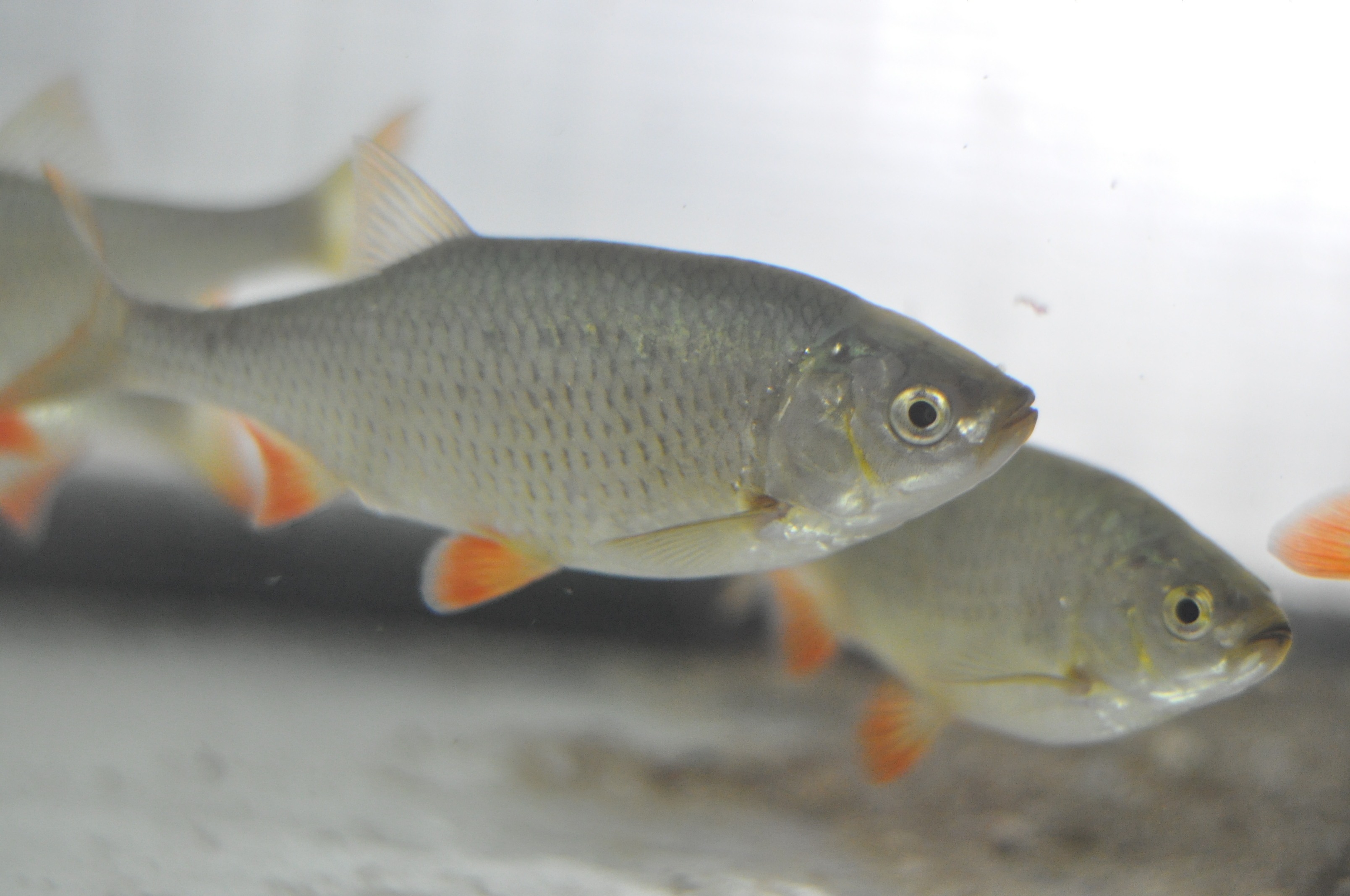 Campania VL "Comori de patrimoniu"/ Roşioara lui Racoviţă - specie de peşte UNICAT, la Galaţi