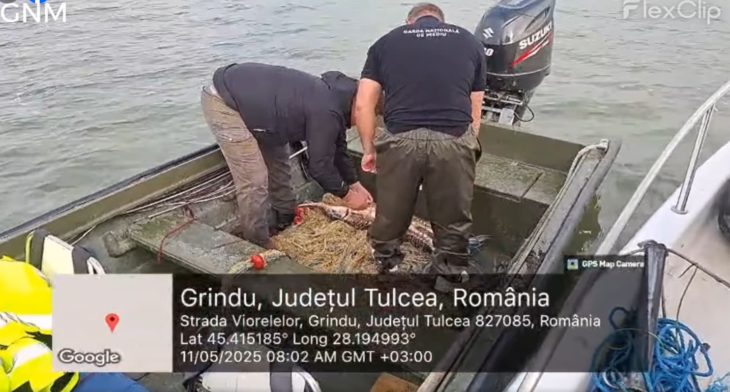 Braconieri de sturioni surprinşi la Cotul Pisicii