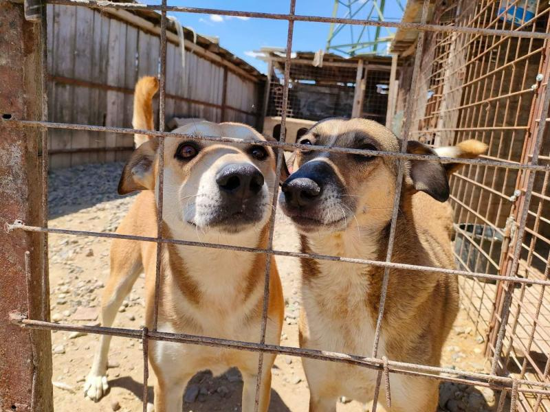 Cățeii „Ajutați-l pe Lăbuș”, la meciul Oțelul - FCSB