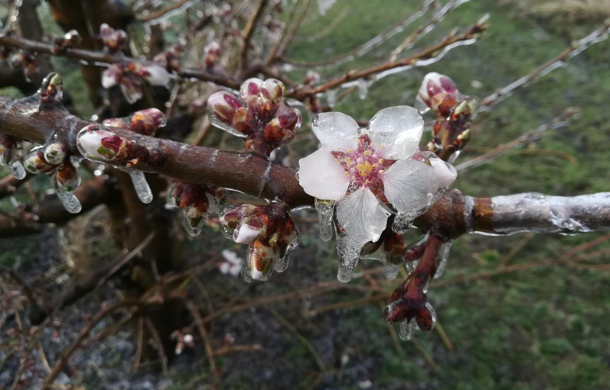 11,5 milioane de euro pentru fermierii gălățeni afectați de înghețul din primăvară