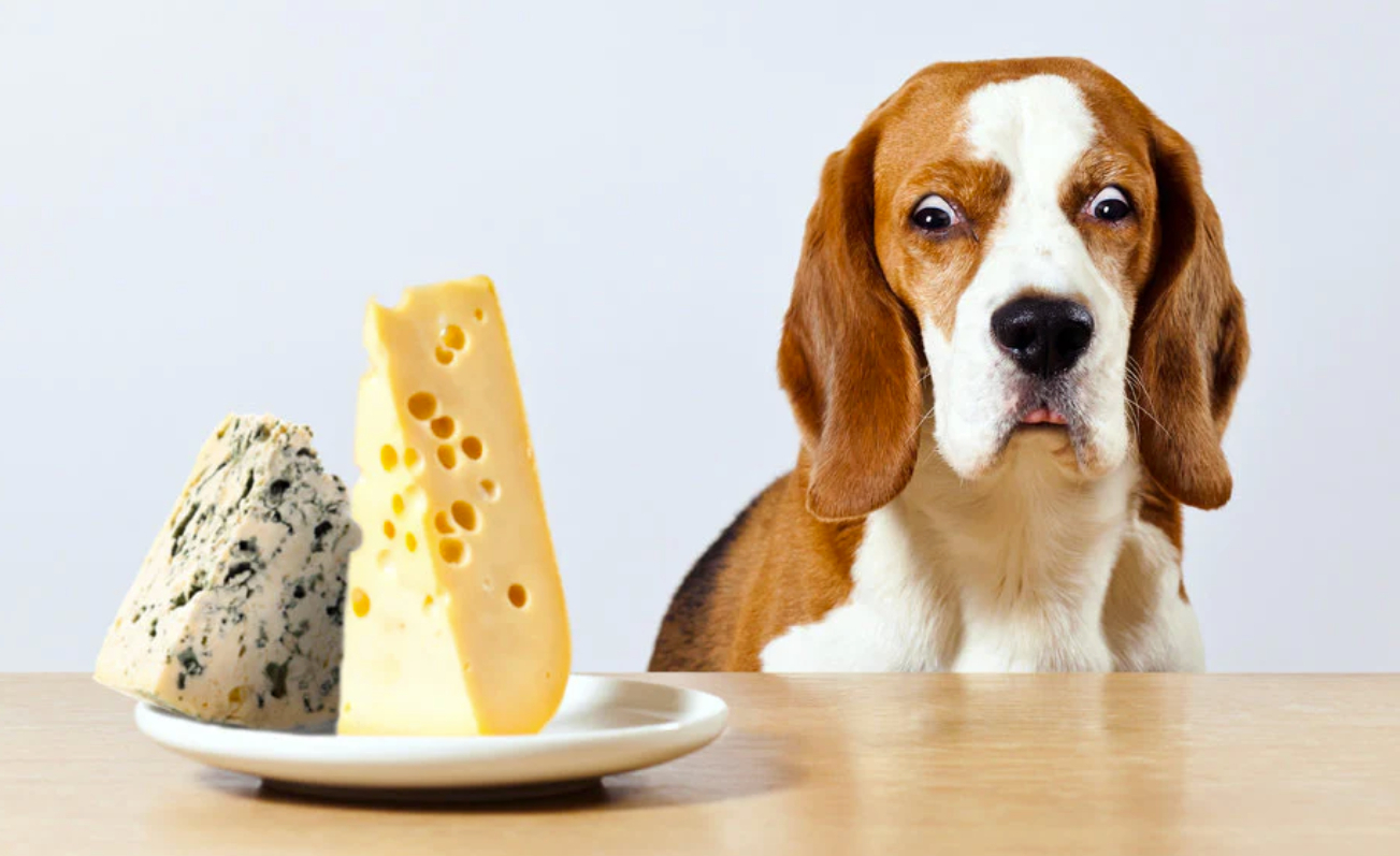 Au voie câinii să mănânce brânză?