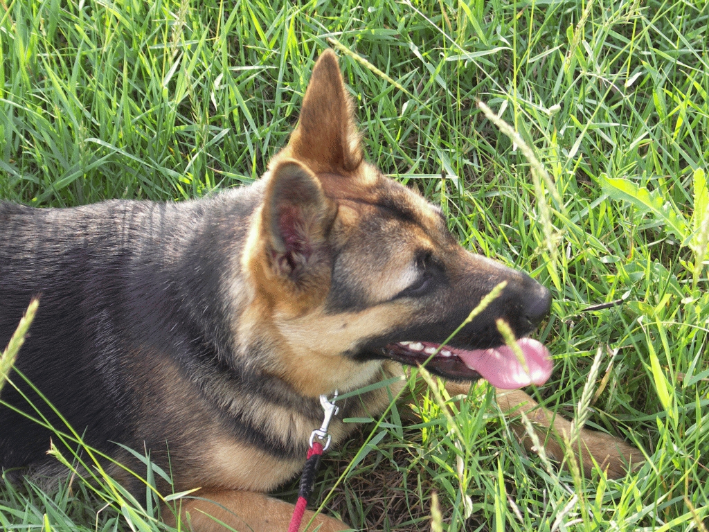 Proiect pe masa aleşilor locali/ Câinii cu stăpân, STERILIZATI cu bani de la BUGETUL LOCAL