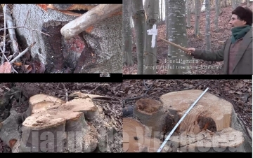 VRANCEA: "Ajutor! Direcţia Silvică îmi taie ilegal pădurea!!!"