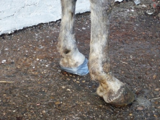 TRAGEDIE în localitatea Drăgăneşti/ Băieţel de cinci ani, UCIS de un cal