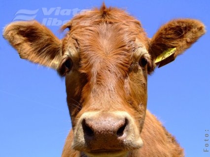 Cu scuterul într-o vacă