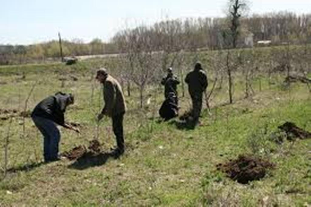 404 hectare de pădure, regenerate