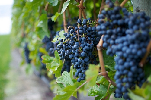 VIA HIBRIDĂ, doar pentru consum propriu