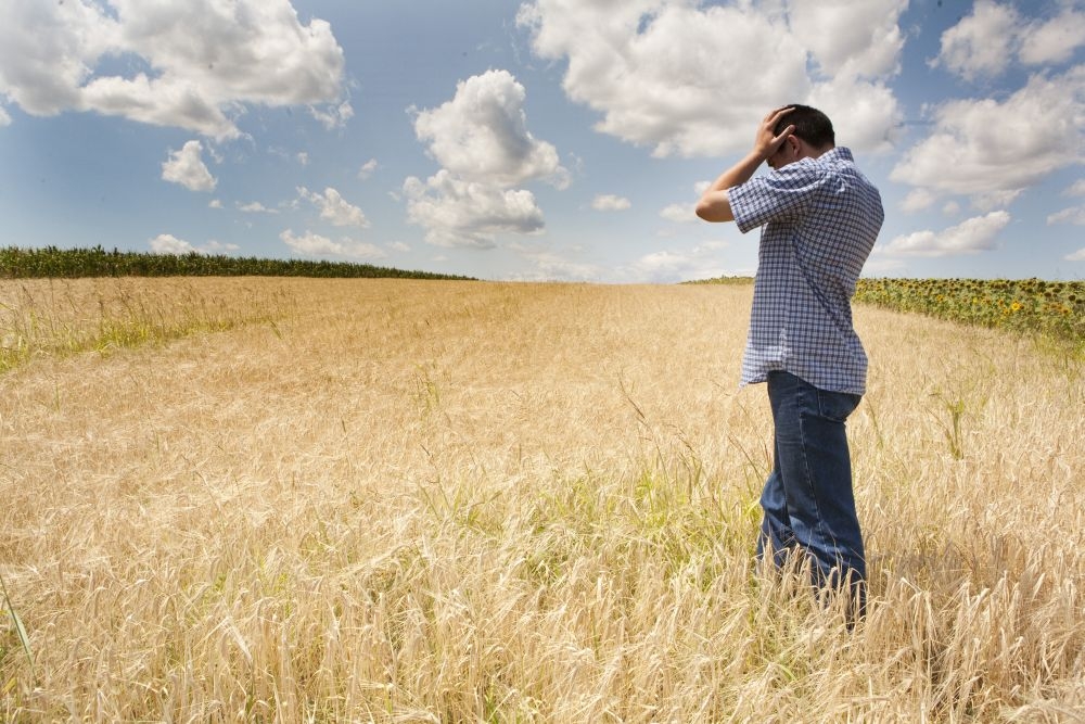 Pagube de 80 de milioane de euro pentru fermierii gălăţeni/ Seceta a distrus sute de mii de hectare de culturi