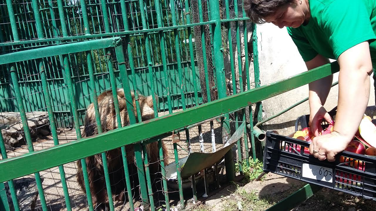 Bălăceală şi îngheţată pentru animalele de la ZOO