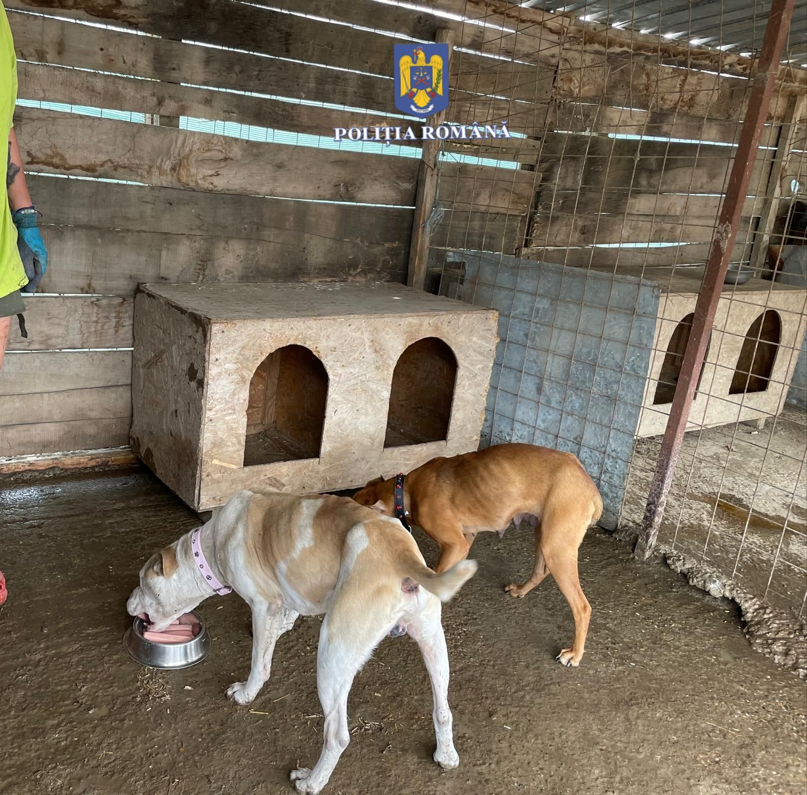 Câini morți de foame, luați de poliție dintr-o gospodărie (FOTO)