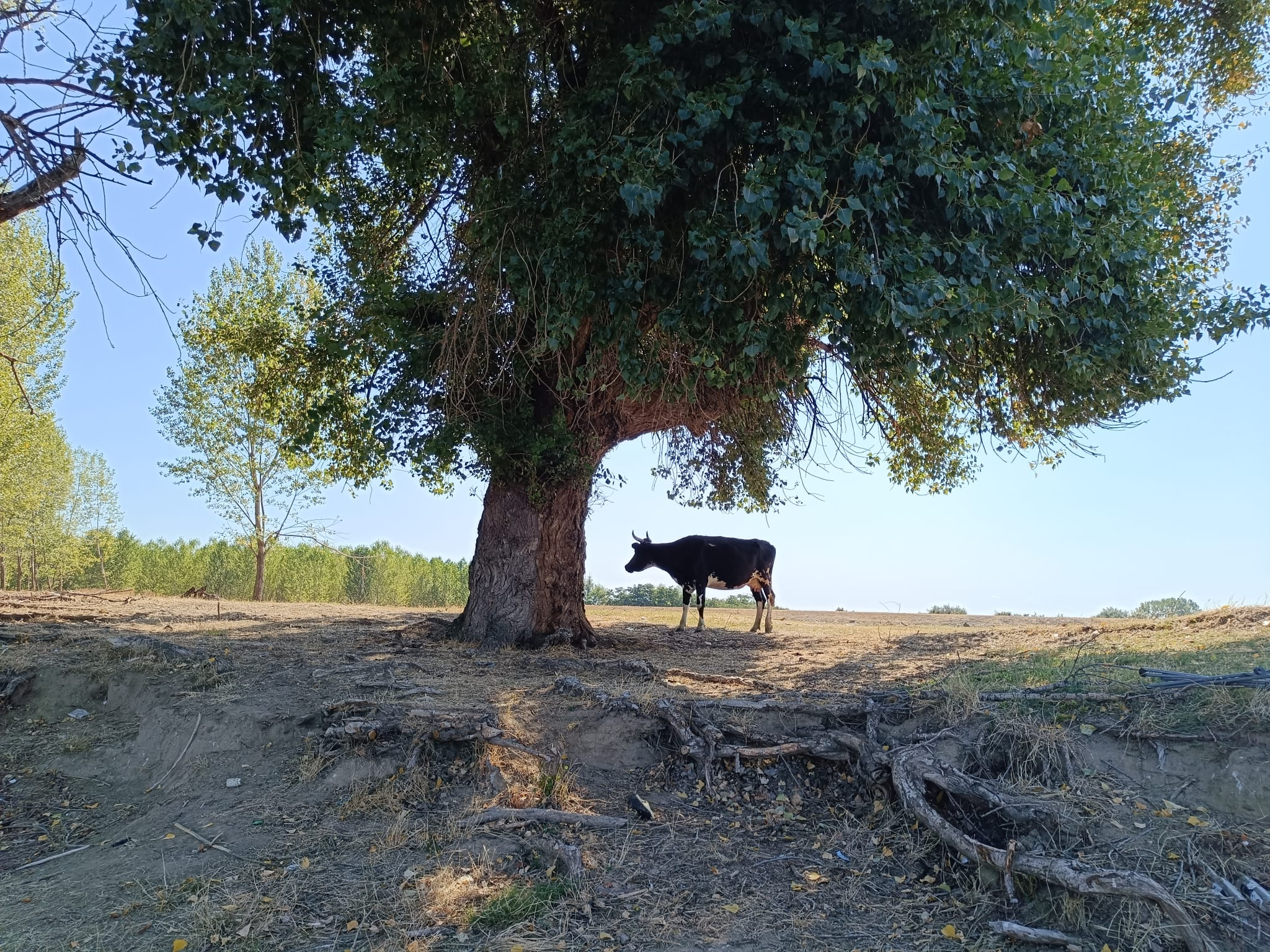 Poza zilei. Peisaj bucolic, la o azvârlitură de băţ de Galaţi