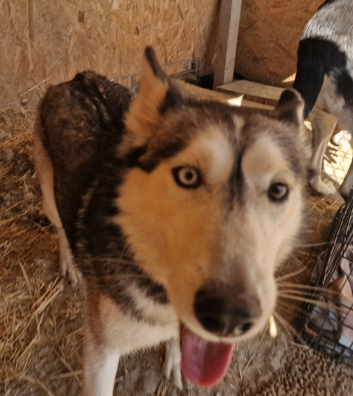 Cine vrea un Husky mix? O fetiţă jucăuşă îşi caută o casă
