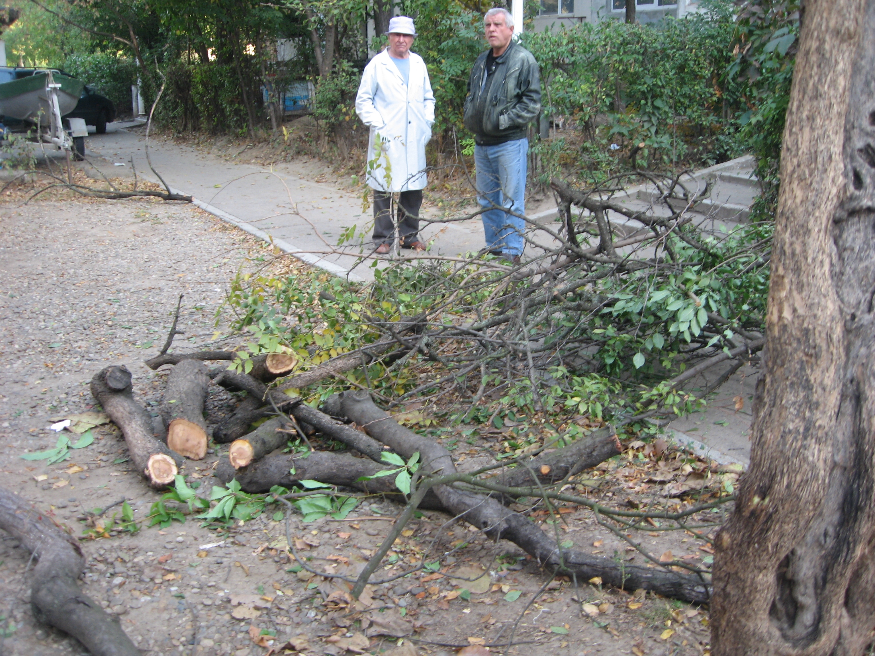 FASONĂRI DE ARBORI CU SCANDAL! Şi gălăţenii din Ţiglina II ACUZĂ mutilarea copacilor (FOTO)