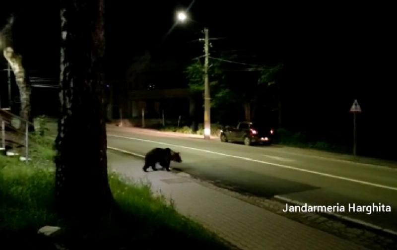 Stațiunea Băile Tușnad, sub asaltul urșilor