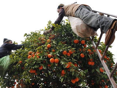 Recensământ: Românii sunt cei mai numeroşi străini din Spania