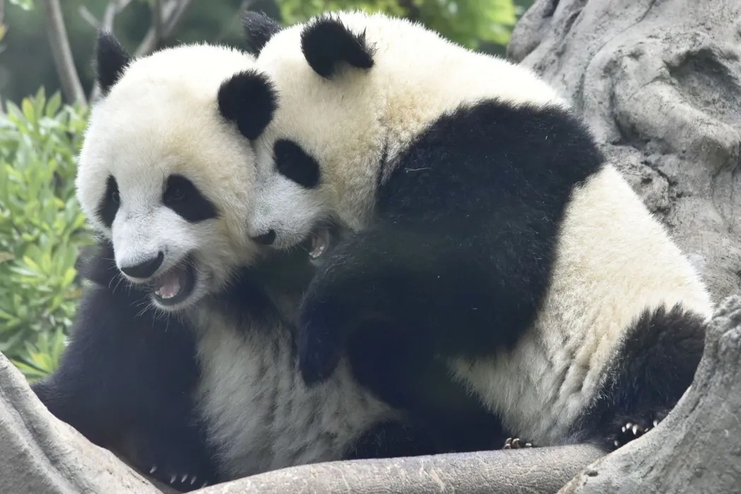 China își ia înapoi urșii panda împrumutaţi Japoniei
