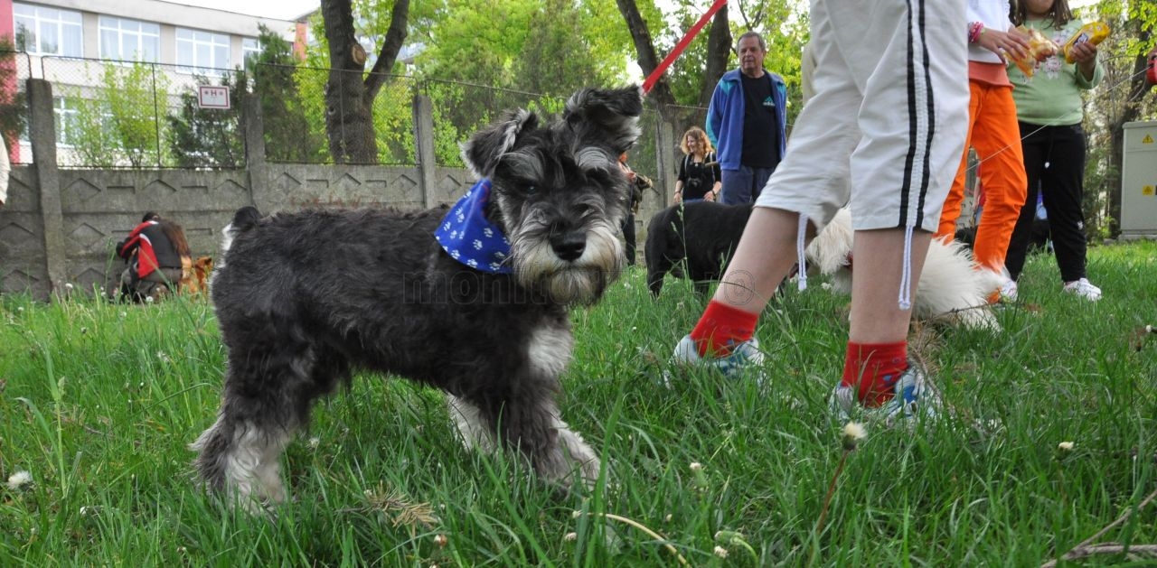 TINERII ŞI ORAŞUL/ Parcurile de joacă pentru copii, toalete pentru câini