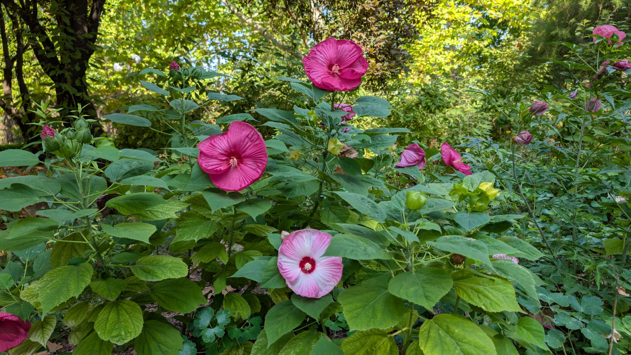 Carnet cultural gălățean