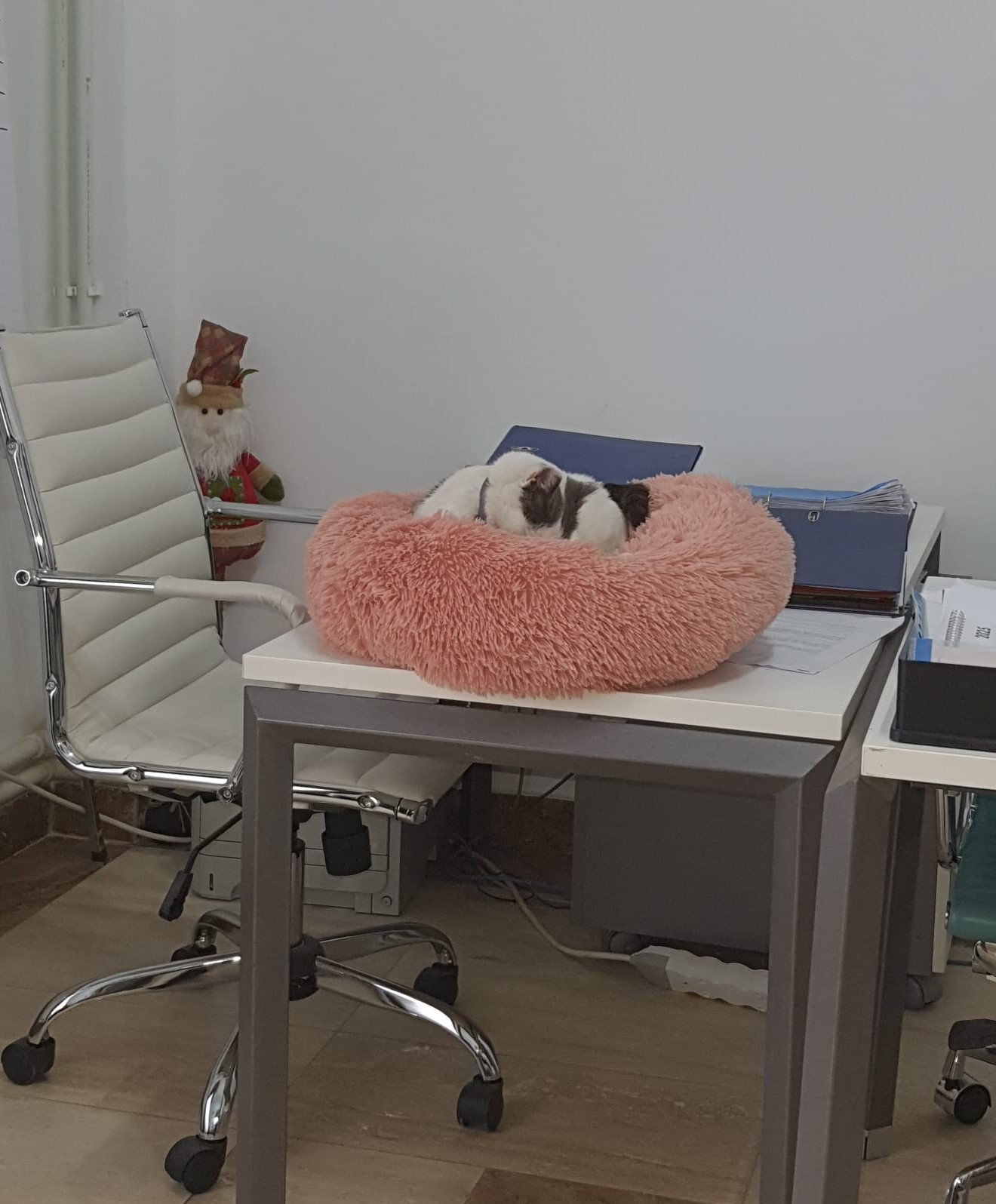 Poza zilei. Cum tratăm animalele spune multe despre cine suntem