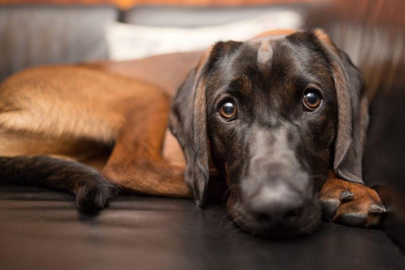 Cât de periculoasă este jigodia pentru câini