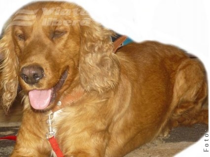 Cocker auriu, îmi caut stăpânii