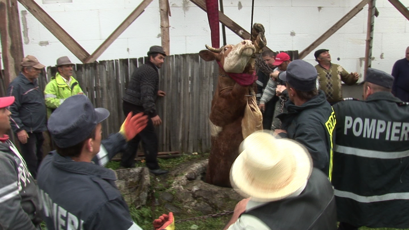Operaţiune contra cronometru pentru salvarea unei bovine la Munteni