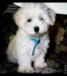 „Şi eu vreau să fiu vedetă”, la final