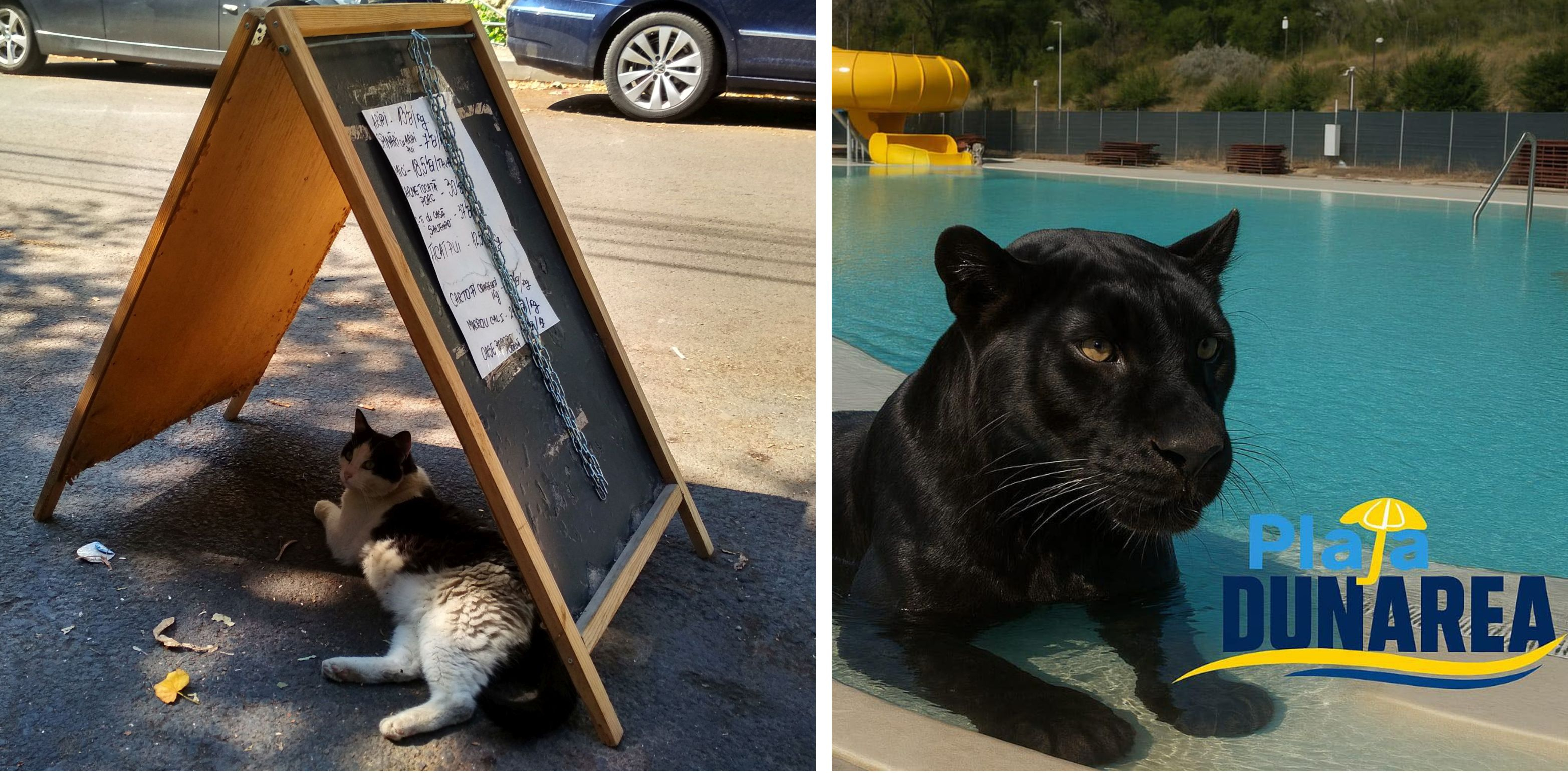 Poza zilei. Felina, sufletul comerțului