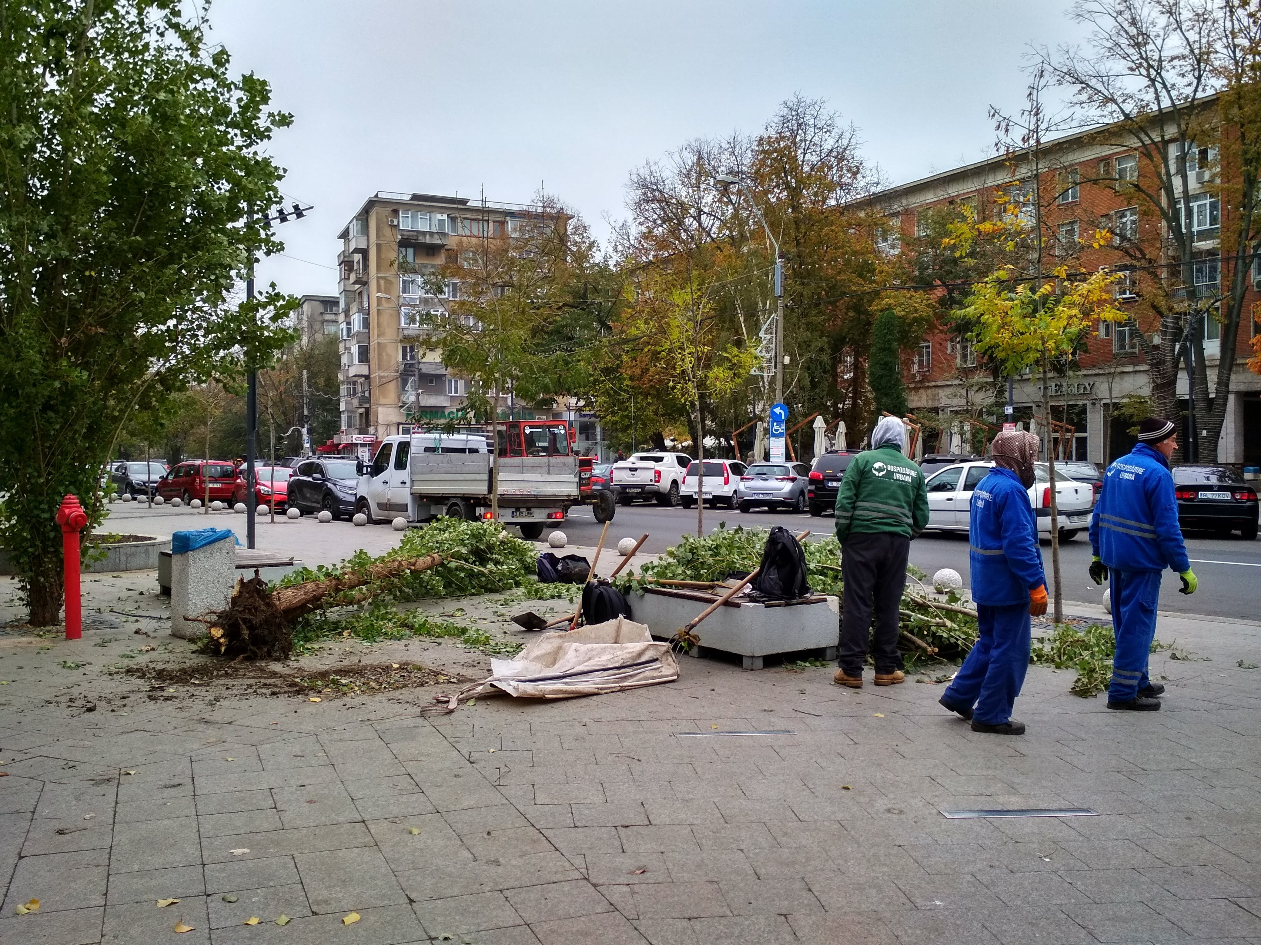 Copac înclinat de vânt, scos din rădăcini pentru a fi transplantat