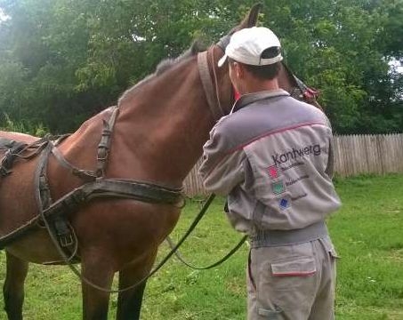 SE FURĂ CAI în comunele din nord-estul judeţului Galaţi. Doi hoţi au fost prinşi