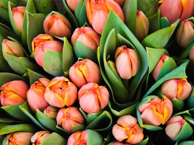  La mulţi ani gălăţenilor cu nume de floare