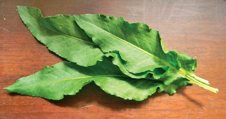 Ştevia, o valoroasă plantă medicinală de sezon