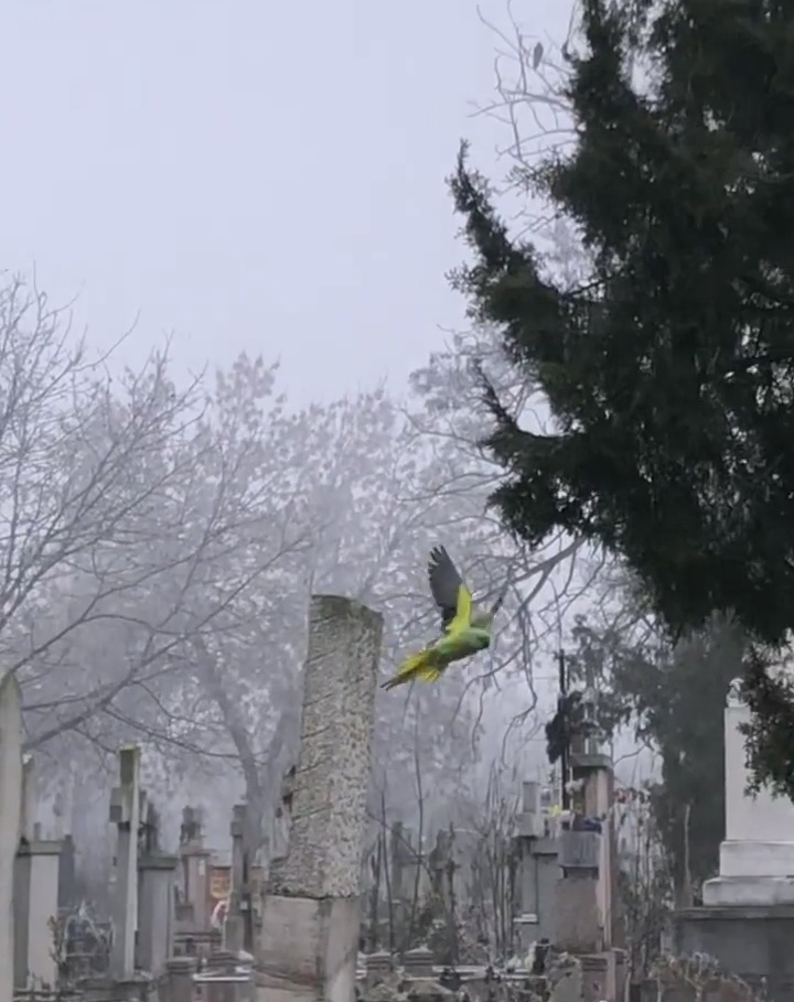 Zboară liber prin cimitirul „Eternitatea", Parcela 23 (VIDEO)