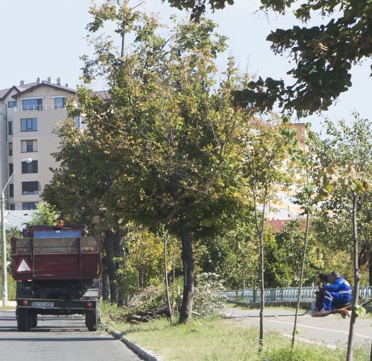 Unde şi câţi COPACI vor fi PLANTAŢI în Galaţi, pe final de an
