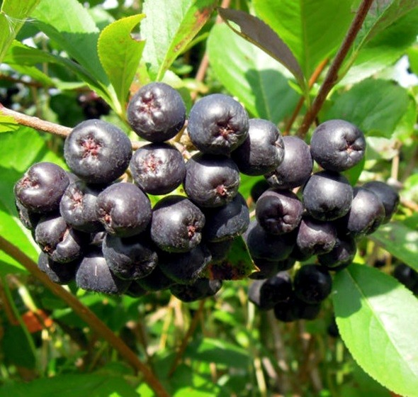 Scorușul negru, beneficii pentru sănătate