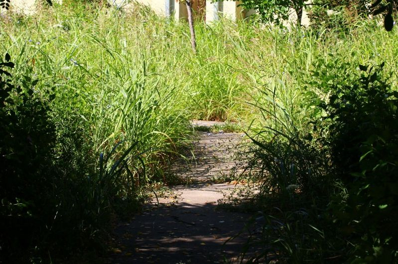 În ce cartiere din Galați se cosesc buruienile