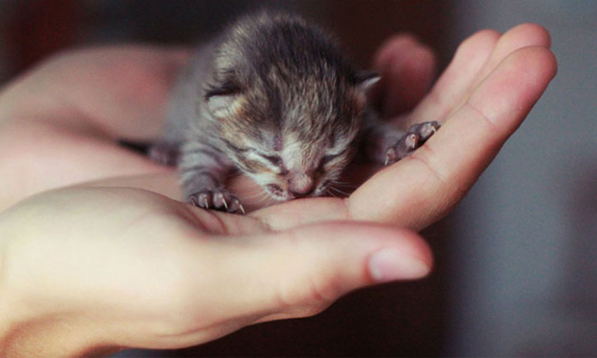 Cum se îngrijesc puii orfani de pisică