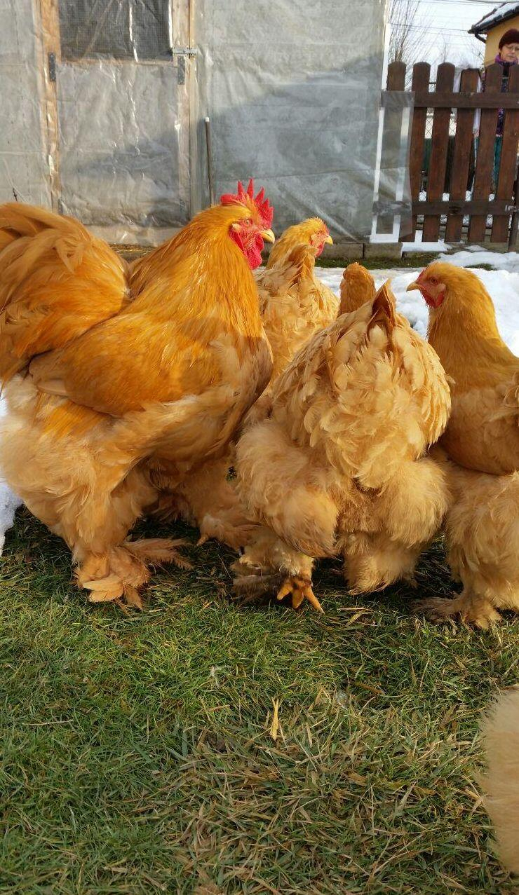 40 de păsări, DISPĂRUTE dintr-o lovitură