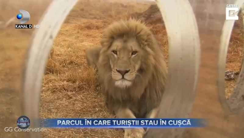 Leii - liberi, vizitatorii - în cușcă