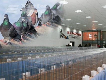 Raiul păsărilor s-a mutat la Galaţi