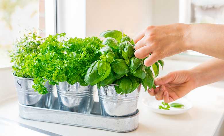 Plante aromatice pe care le poţi cultiva acasă