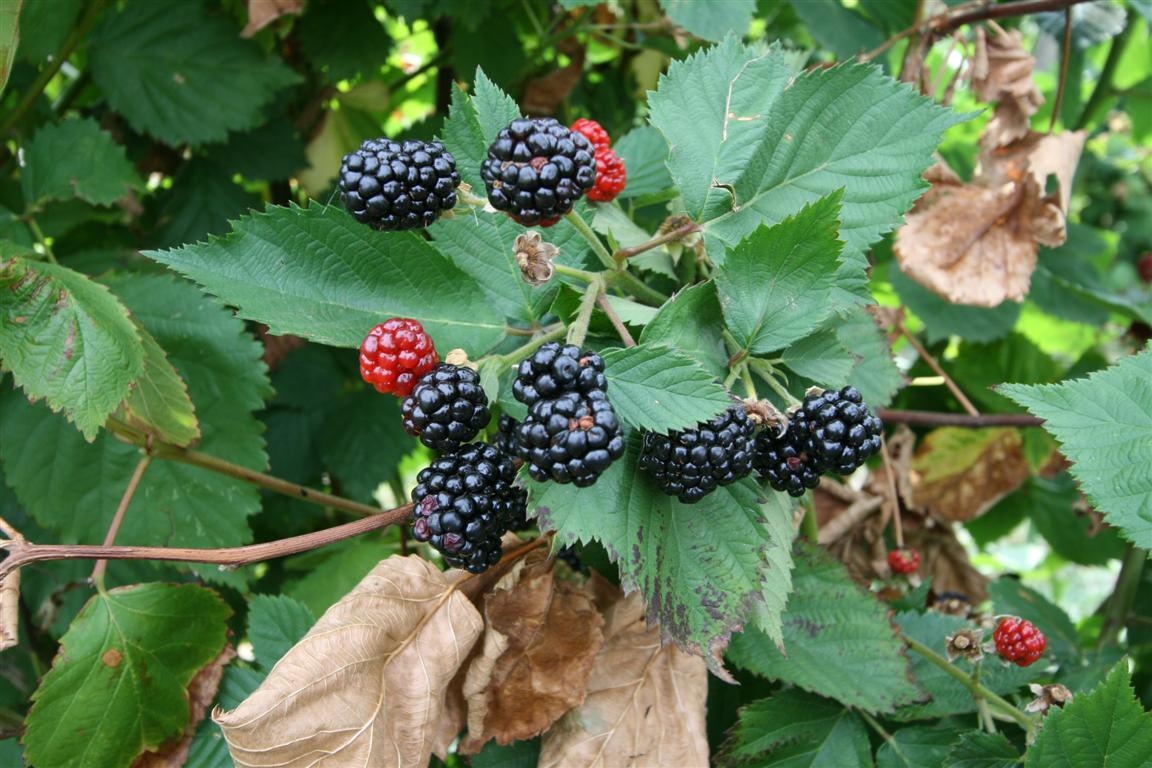 Raiul fructelor, în stil italian, la Plevna (GALERIE FOTO)