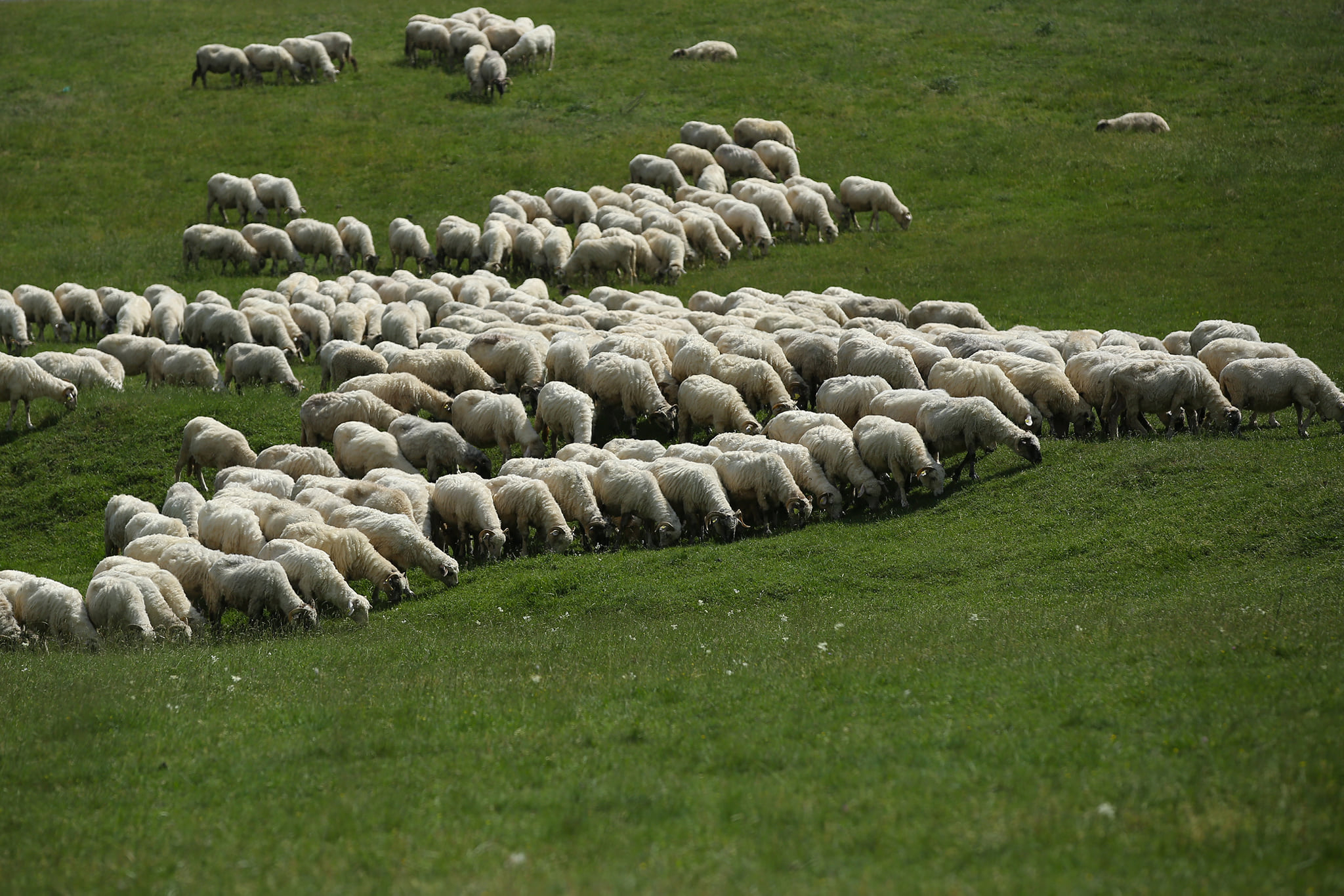 Plăți APIA în sectorul zootehnic