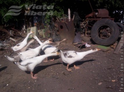 Sfântul Mina, mai eficient decât Poliţia