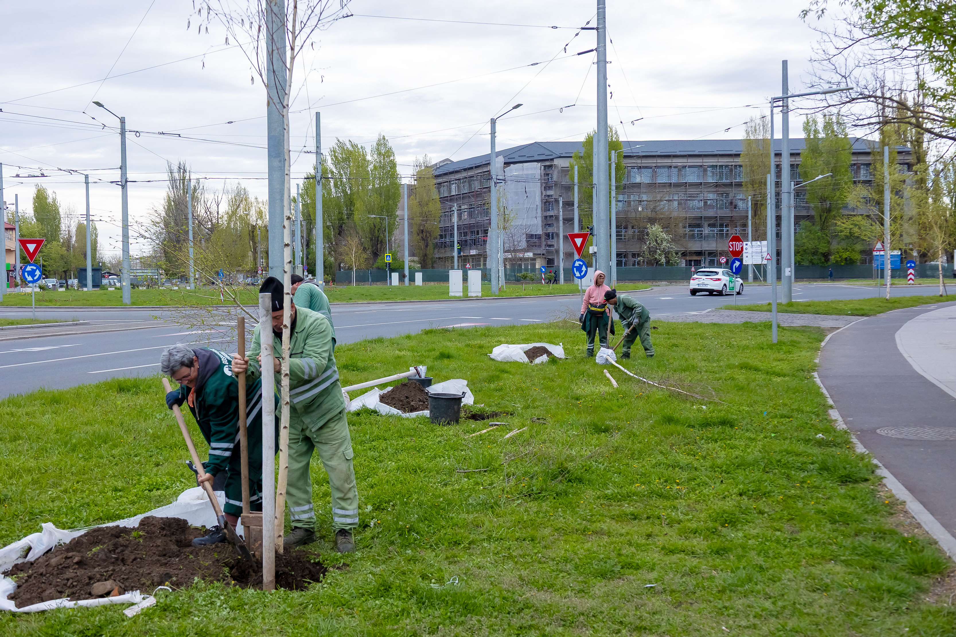 O mie de copaci ar trebui să prindă rădăcini