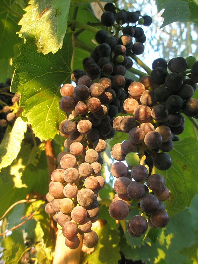 VINURI ŞI POVEŞTI: Plăvaie "Livia" şi Băbească Gri "Monşer" (FOTO)