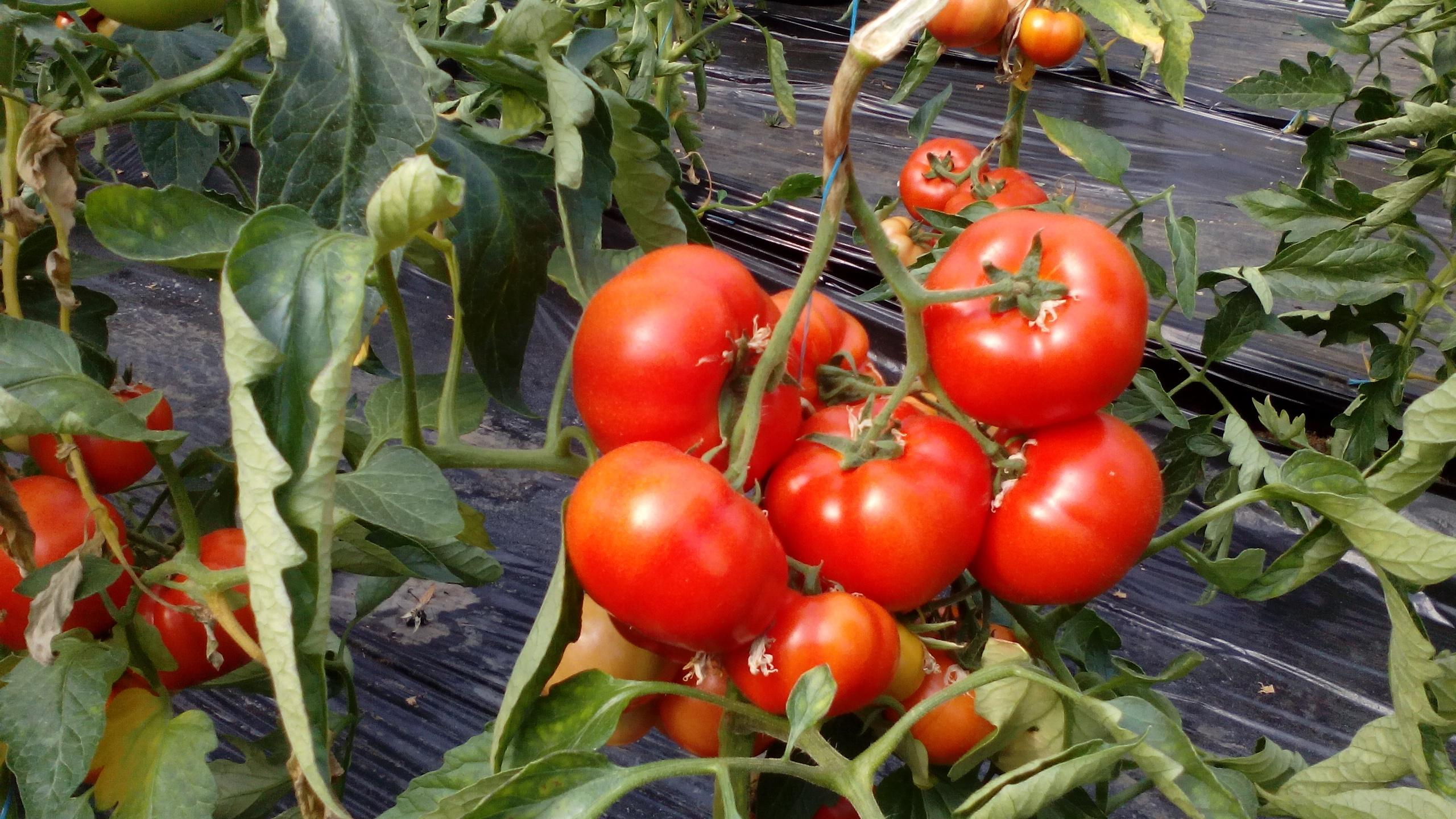 Programul ”Tomata”, atrăgător pentru fermieri